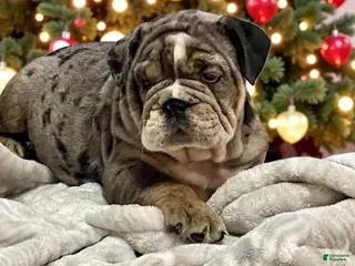 English Bulldog dogs Lilly - Ad 9