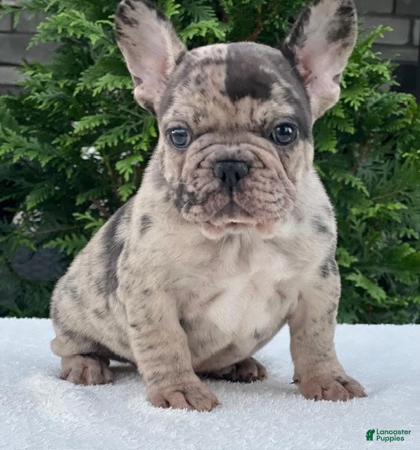 French Bulldog dogs Gunner French Bulldog  - Ad 2