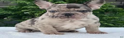 French Bulldog dogs for sale: Gunner French Bulldog  - Ad 2