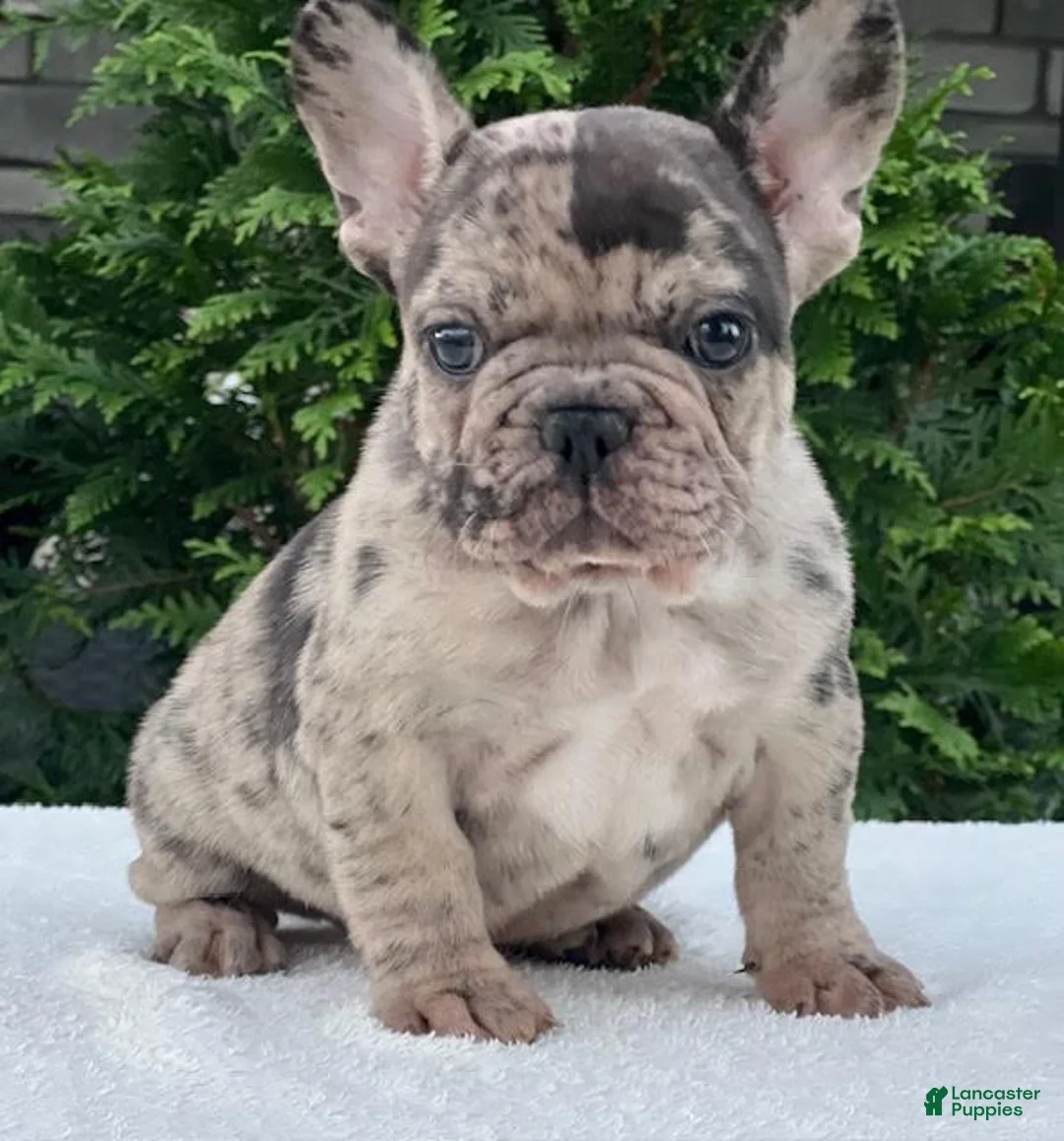 French Bulldog dogs for sale: Gunner French Bulldog  - Ad 2