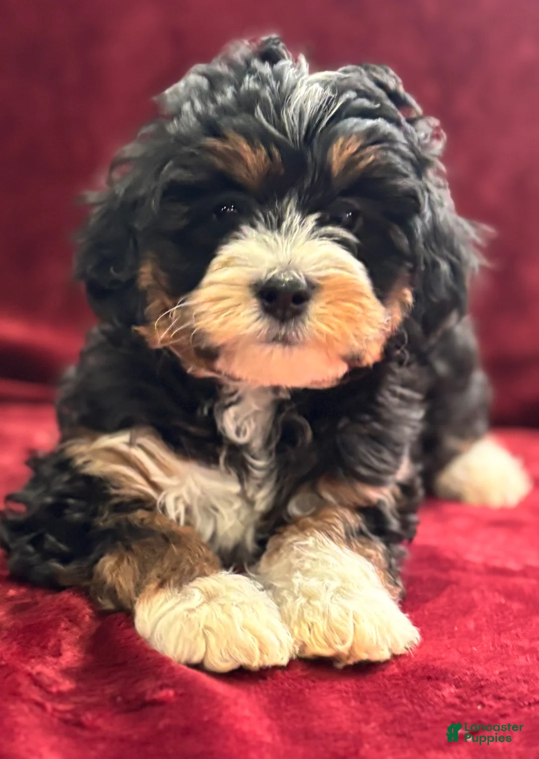 Mini Bernedoodle dogs for sale: Sassy - Ad 1