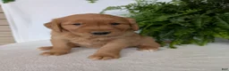 Golden Retriever dogs for sale: Brinkley  - Ad 9