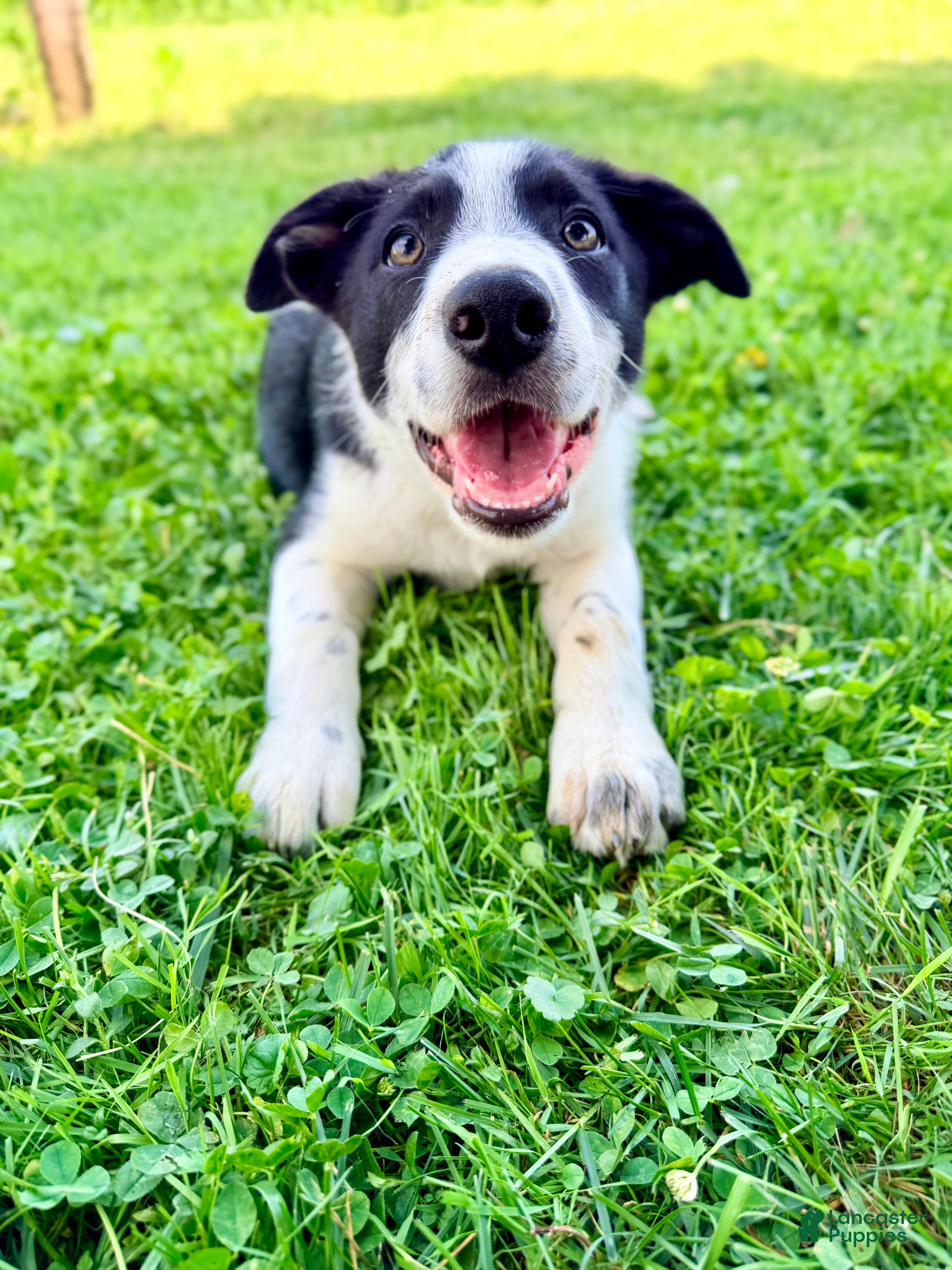 Border Collie dogs Sullivan - Ad 1