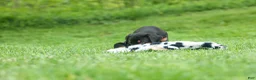 Doberman Pinscher dogs for sale:  Diesel (Black Rust)🐶🤎✨ - Ad 10