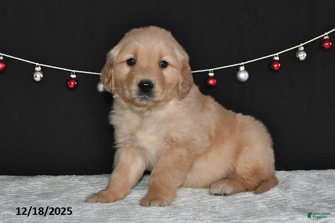 Golden Retriever dogs for sale: Abner - Ad 4