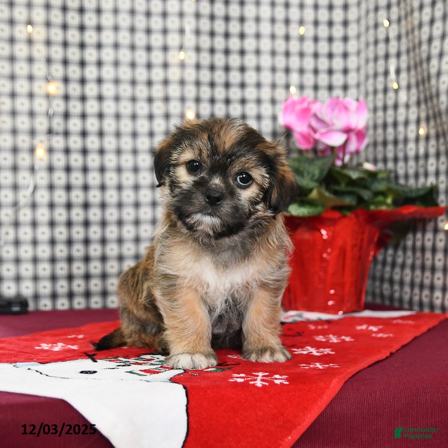 Mixed Breed dogs Kurvin - Ad 5