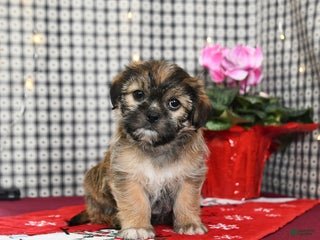 Mixed Breed dogs Kurvin - Ad 4