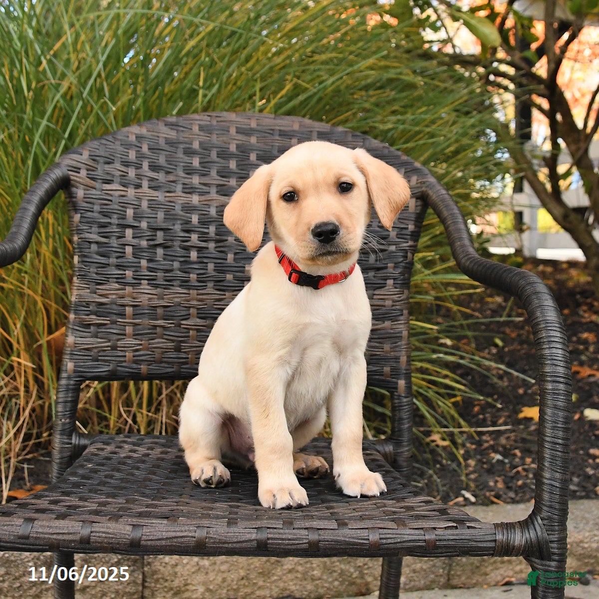 Labrador Retriever dogs Max - Ad 23