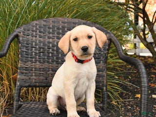 Labrador Retriever dogs Max - Ad 20