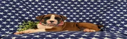 Boxer dogs for sale: Pacino - Ad 4