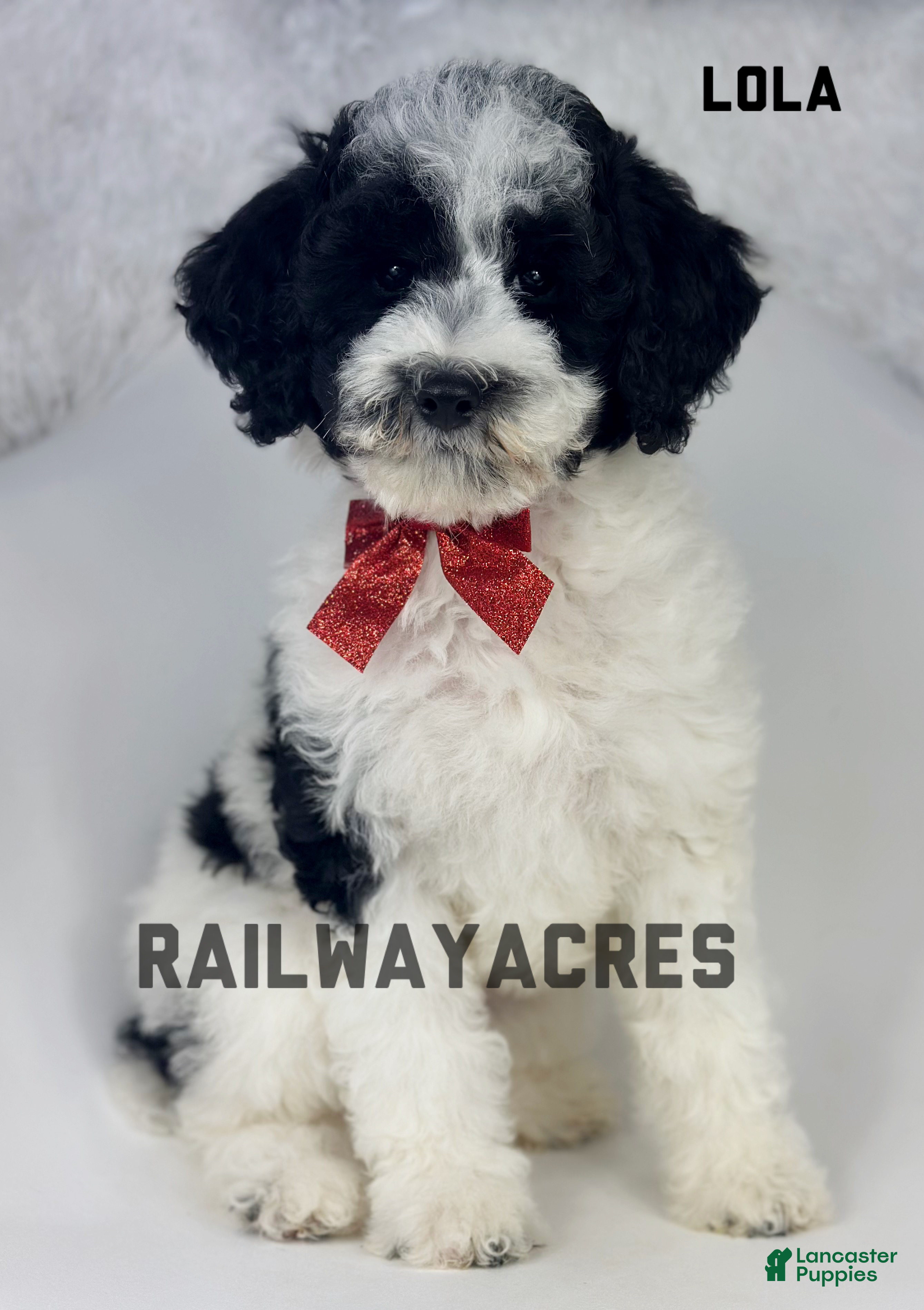 Mixed Breed dogs Lola - Ad 40