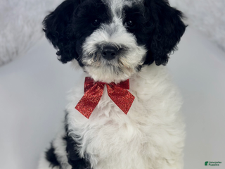 Mixed Breed dogs Lola - Ad 40