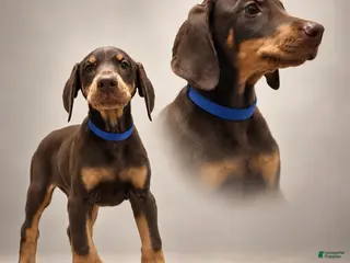 Doberman Pinscher dogs Doberman Pinscher 1 - Ad 5
