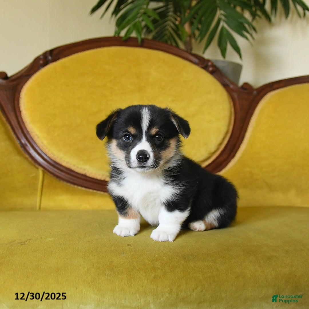 Welsh Corgi Pembroke dogs for sale: Pepper - Ad 7