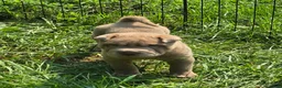 Shar Pei dogs for sale: Lyla - Ad 3