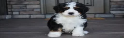 Mini Bernedoodle dogs for sale: Jester - Ad 6