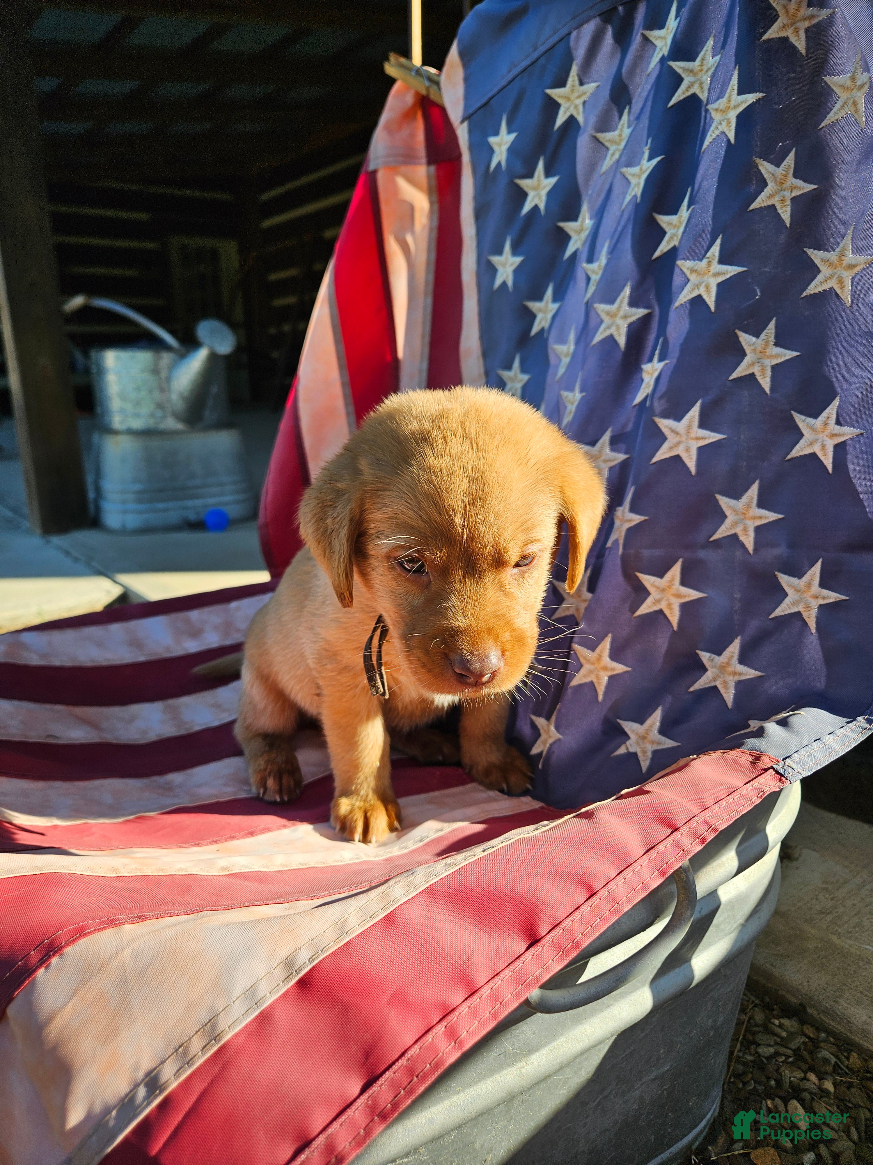 Labrador Retriever dogs America  - Ad 4