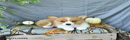 Welsh Corgi Pembroke dogs for sale: Addie - Ad 4