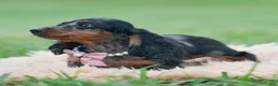Miniature Dachshund dogs for sale: Dottie - Ad 3