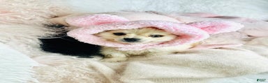 Pomchi Puppy 1