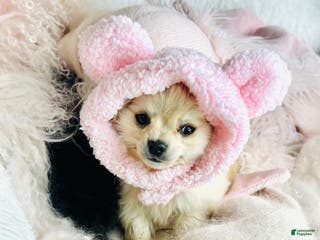 Pomchi dogs Pomchi Puppy 1 - Ad 5