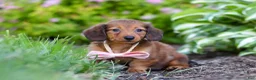 Miniature Dachshund dogs for sale: Allie - Ad 2