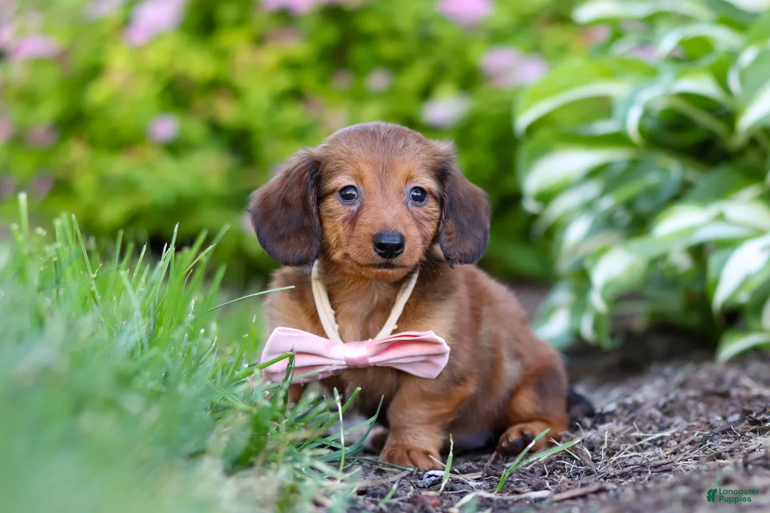 Miniature Dachshund dogs for sale: Allie - Ad 2