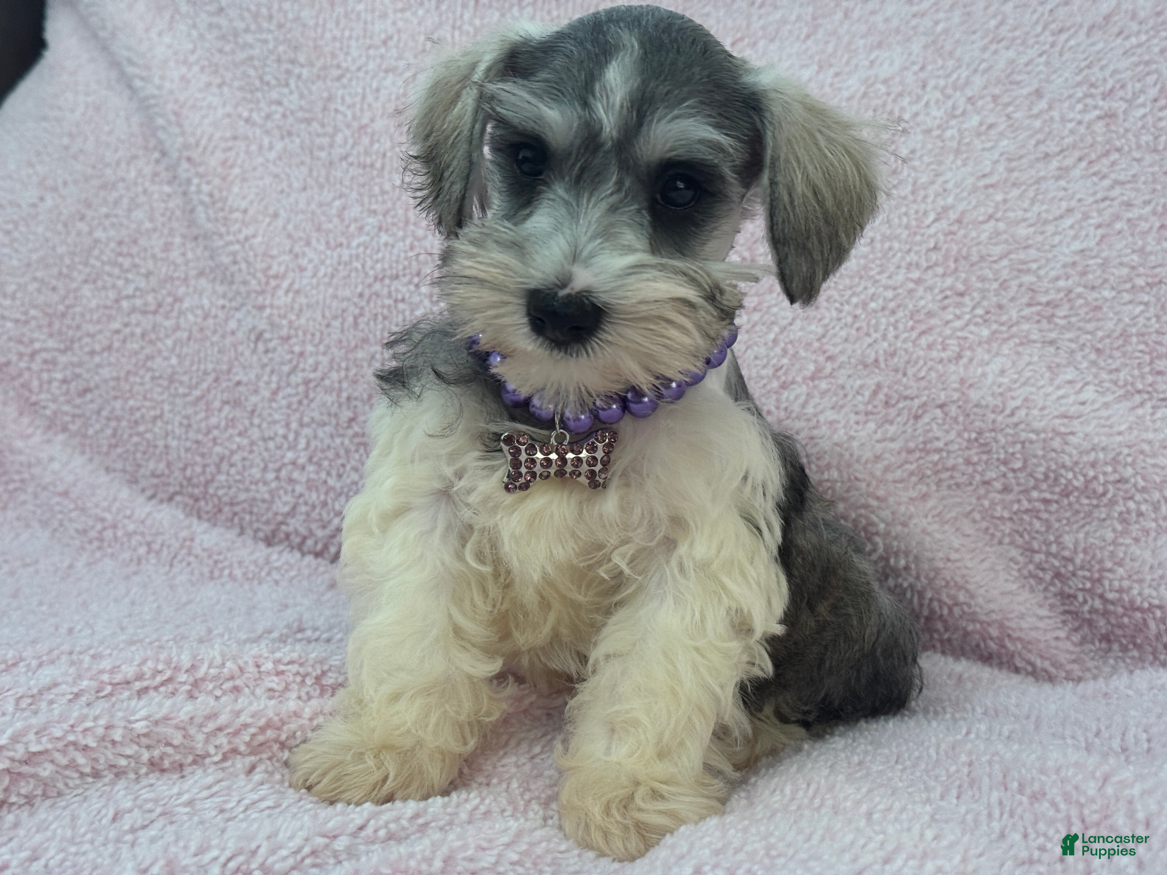 Miniature Schnauzer dogs Josie Female 2 - Ad 30