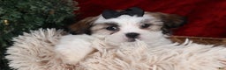 Shih Tzu dogs for sale: Prince - Ad 2