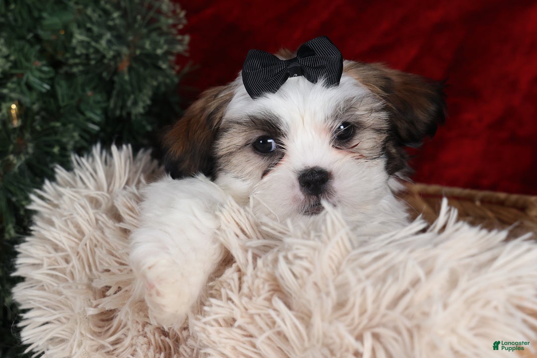 Shih Tzu dogs for sale: Prince - Ad 2