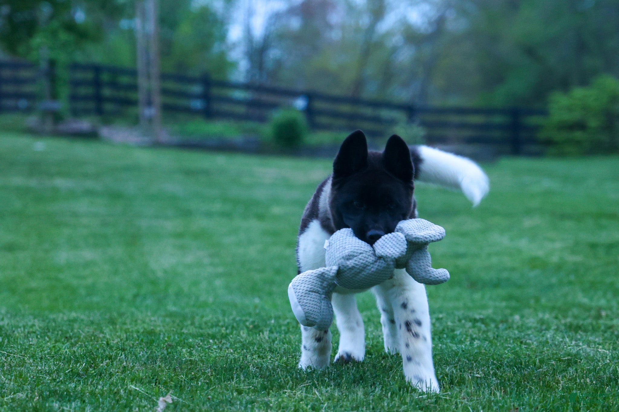 Akita dogs Olive - Ad 2