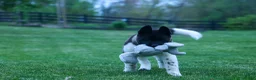 Akita dogs for sale: Olive - Ad 3