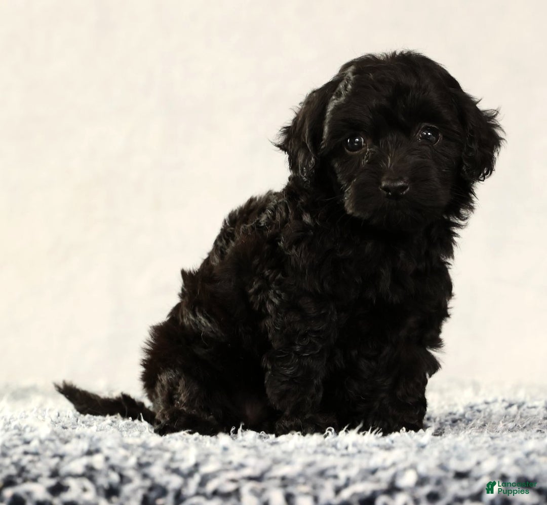 Havapoo dogs for sale: Wendy - Ad 2