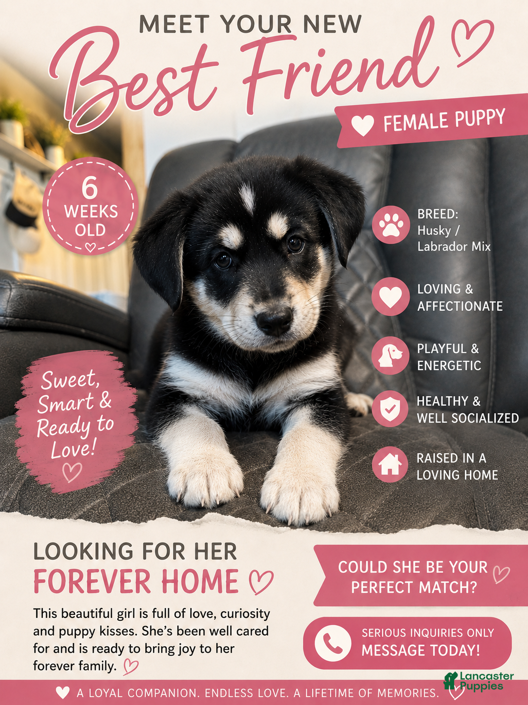 Mixed Breed dogs for sale: Millie - Ad 4