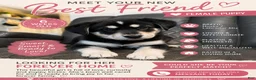 Mixed Breed dogs for sale: Millie - Ad 1
