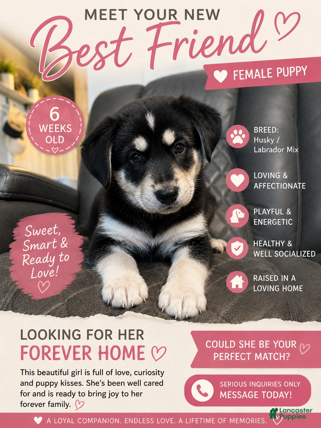 Mixed Breed dogs for sale: Millie - Ad 1