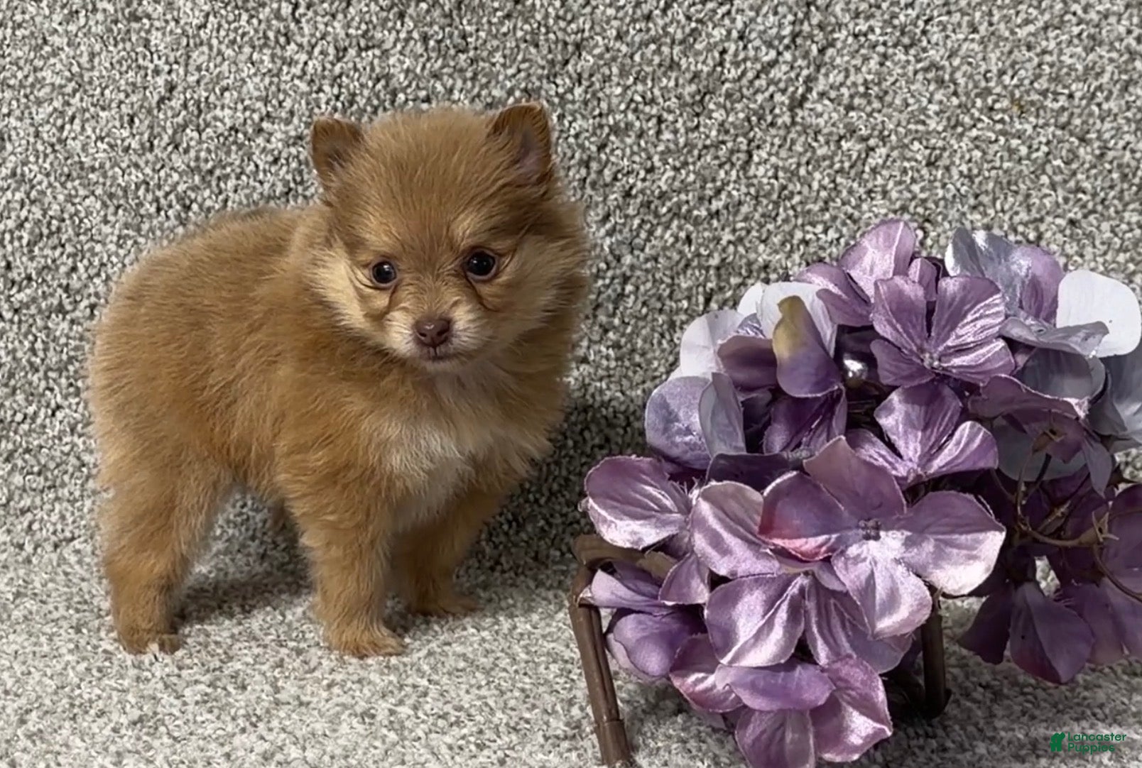Pomeranian dogs Kara - Ad 2