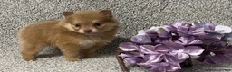 Pomeranian dogs for sale: Kara - Ad 2