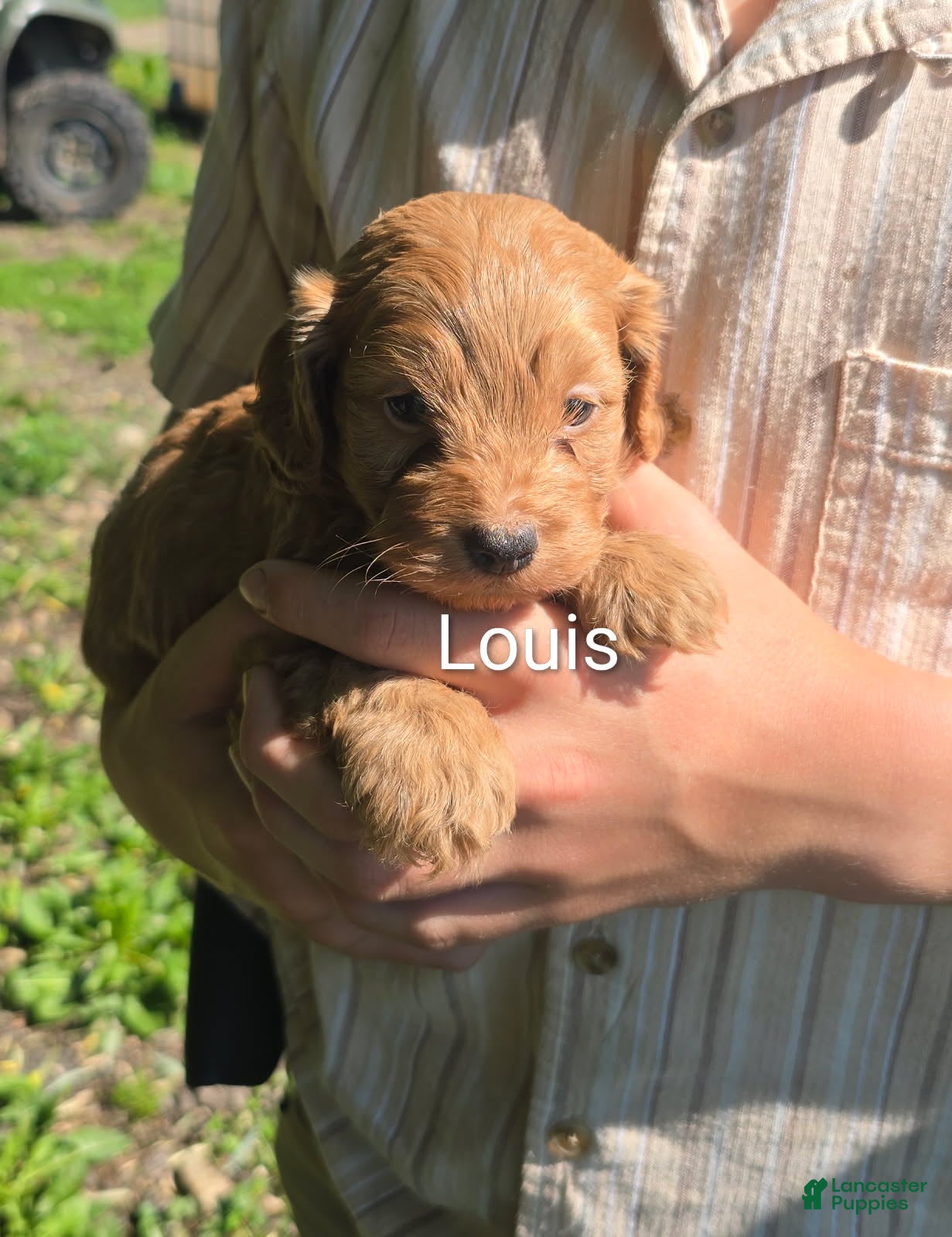 Cockapoo dogs Louis - Ad 2