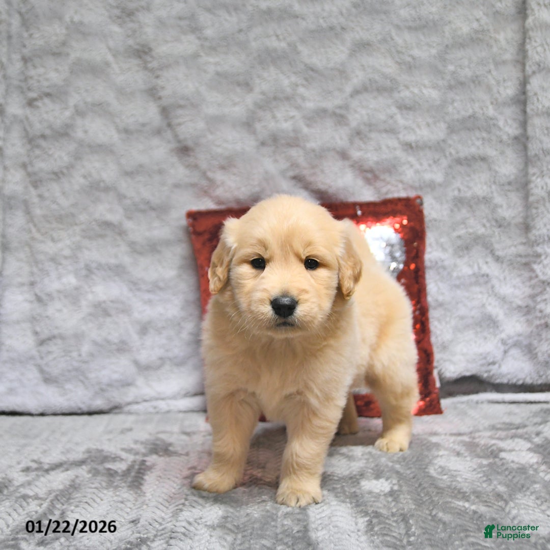 Golden Retriever dogs for sale: Louie - Ad 5