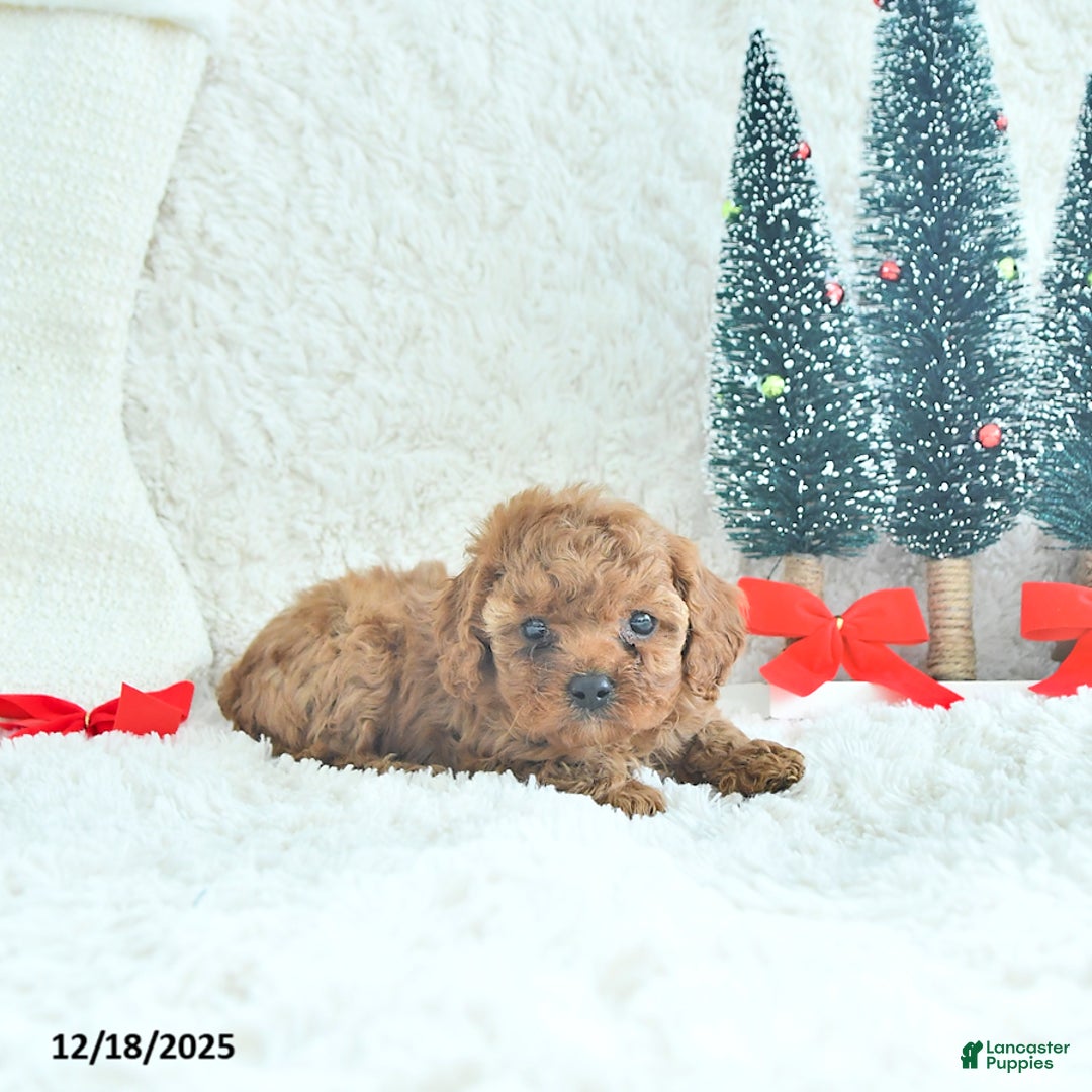 Cavapoo dogs for sale: Jingles - Ad 4