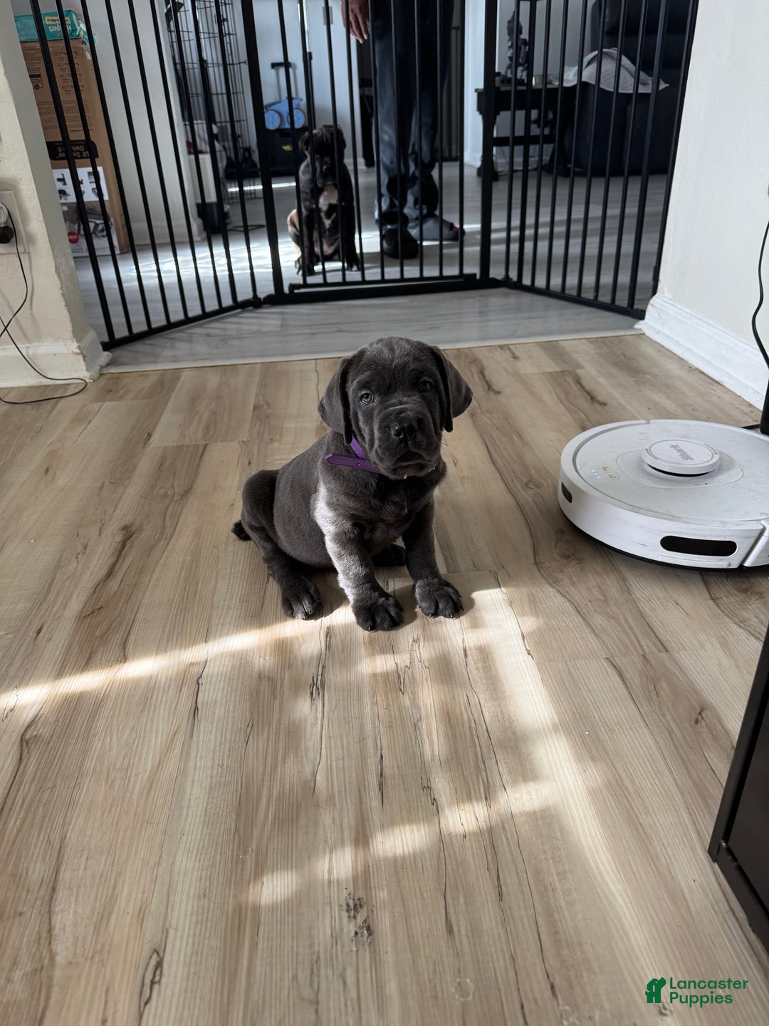 Cane Corso dogs for sale: Aria - Ad 1