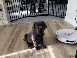 Cane Corso dogs Aria - Ad 6