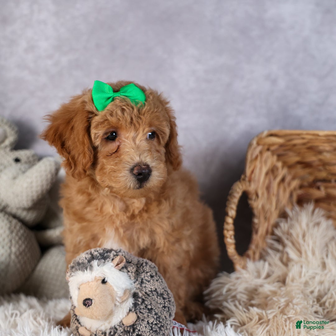 Shihpoo dogs for sale: Elmo - Ad 3