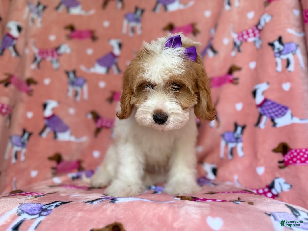 Mini Goldendoodle dogs for sale: Pumpkin  - Ad 7