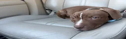 Mixed Breed dogs for sale: Mixed Breed 2 - Ad 3