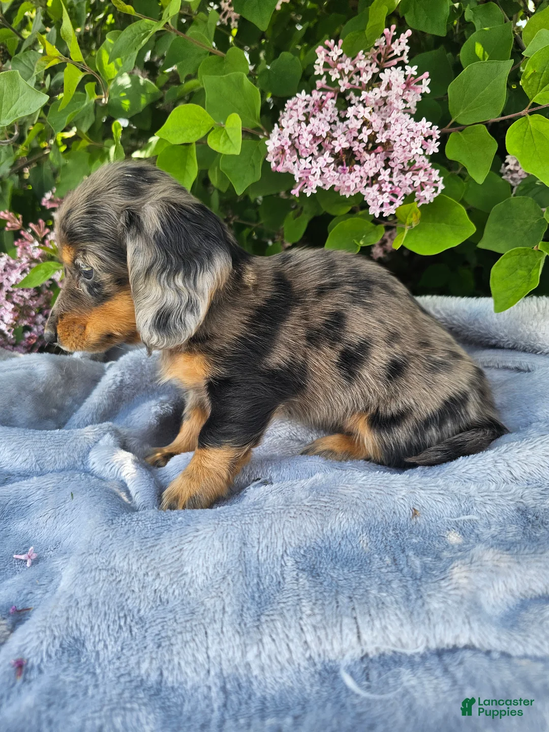 Dachshund dogs for sale: Peggy - Ad 10