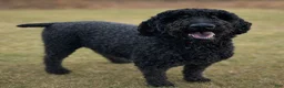 Goldendoodle dogs for sale: Chloe - Ad 4