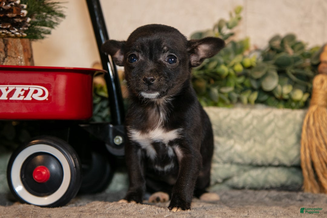 Chihuahua dogs for sale: Midnight - Ad 2
