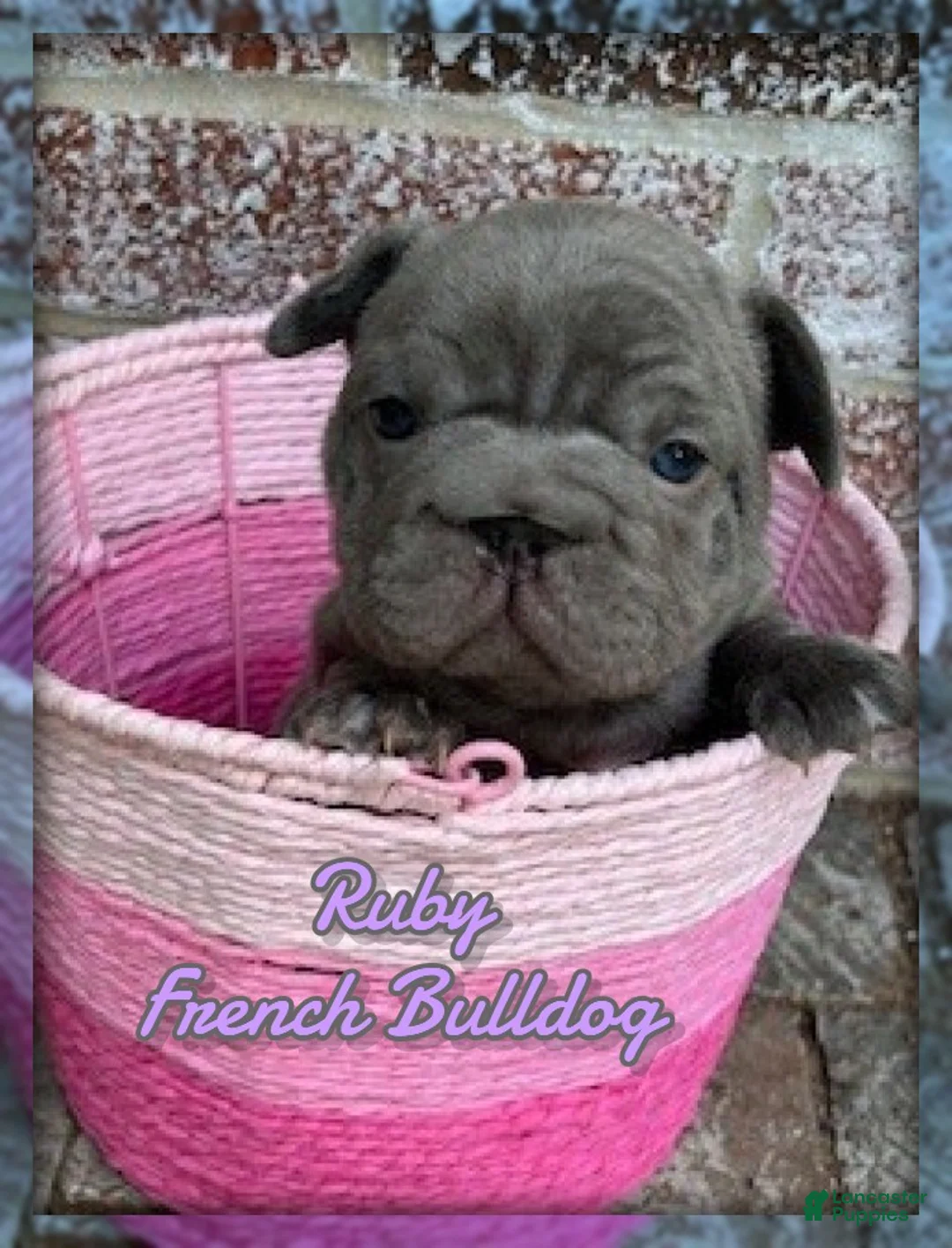 French Bulldog dogs for sale: Ruby - Ad 1